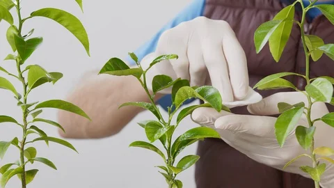 Close-up of a Man spraying the leaves of a Mandarin houseplant and wiping the Stock Footage 127594711