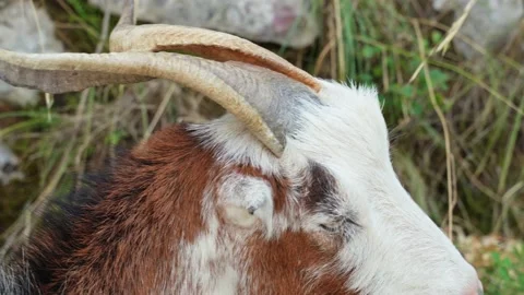 A close-up of a man strokes a white-brown domestic goat with horns against a Stock Footage 203942556