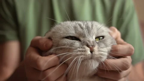 Close-up. A man stroking his beloved cat. Stockbeeldmateriaal 151920305