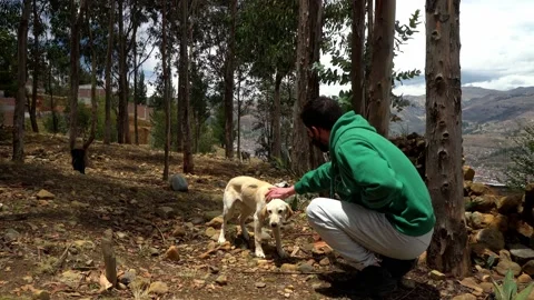 Close-up of a man stroking stray dogs in a pine forest in El Pinar, Huaras in 動画素材 164560410