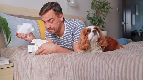 Close up man suffering from allergy and sneezing near dog lying on bed. he uses Stock Footage 308310630