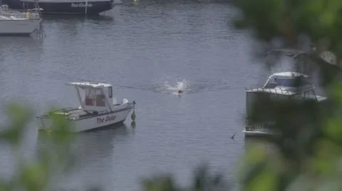 Close up of man swimming towards the camera through a marina. Stock Footage 56511748