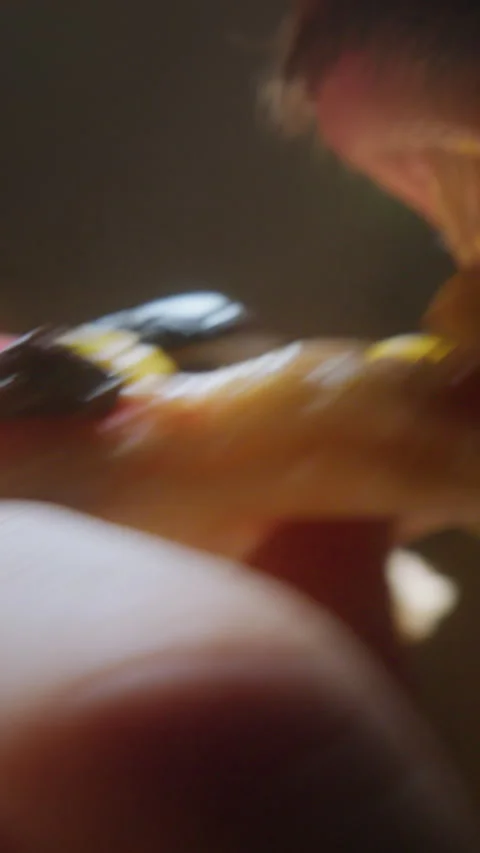 Close-Up of Man Taking a Bite of Delicious Slice of Pizza with Toppings in .. 스톡 동영상 307564603