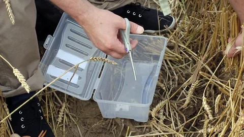 Close up of man taking samples from crop circle Video stock 99434165