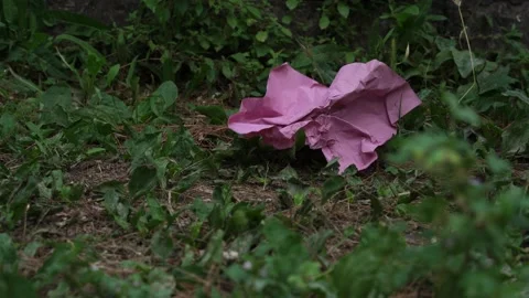 A close-up of a man threw a pink rumpled piece of paper on the grass and Stock Footage 197047260