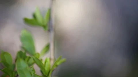 Close-up. Man in uniform looking through sniper rifle. camouflaged with grass Stock Footage 127629274
