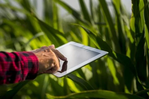 Close up man using tablet field. High quality beautiful photo concept Stock Photos
