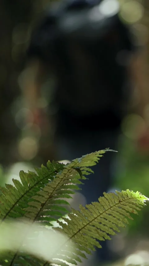 Close up of man walking by the forest and the figure of a silver fern Stock Footage 289105072