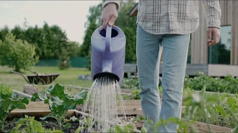 Close up of man watering vegetable beds with a watering can in the backyard Vídeo Stock 199869793
