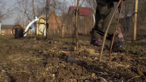 Close-up of a man watering a young tree from a bucket. A man in the garden in Stock Footage 107143048