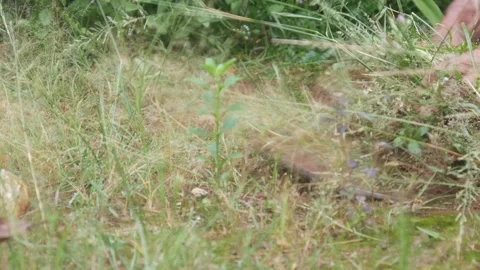 Close up of a man&amp;#039;s hands cutting grass manually using a machete Stock Footage 321978741