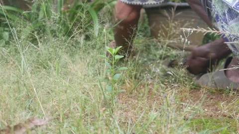 Close up of a man&amp;#039;s hands cutting grass manually using a machete Stock Footage 321978776