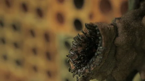 Close up of Mandaçaia bee hive Stock Footage 93918340