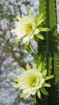 Close-up of a Mandacaru cactus stem with two large, delicate white flowers .. Stock Photos