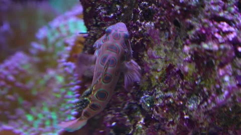 Close up of Mandain fish Stock Footage 233447748