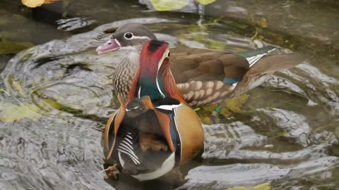 Close up of a mandarin duck in autumn Video stock 256925625