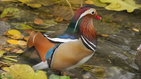 Close up of a mandarin duck in autumn Stock Footage 256925816