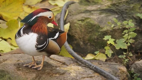 Close up of a mandarin duck in autumn Stock Footage 256926142