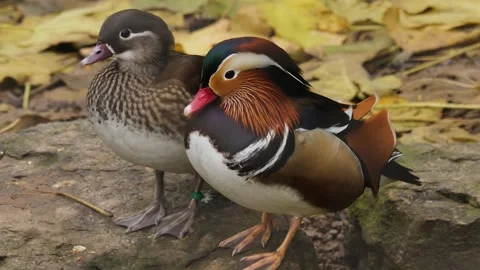 A close up of a mandarin duck Stock Footage 257113162