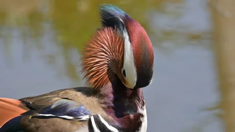 Close Up Mandarin Duck 스톡 동영상 265523610