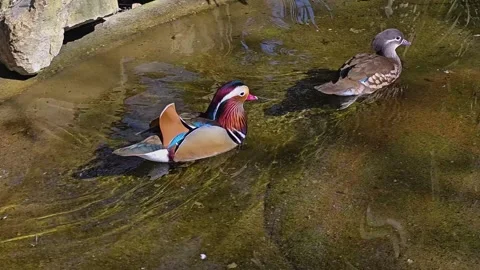 Close up of Mandarin Duck  Stock Footage 275546051