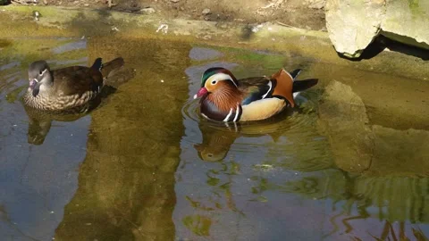 Close up of Mandarin Duck swimming Stock Footage 275507380