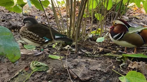 Close up of a mandarin ducks Stock Footage 295199851