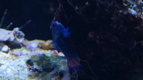 Close up of mandarin fish 스톡 동영상 125836695