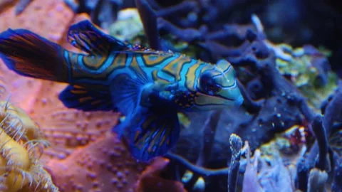 Close up of mandarin fish Stock Footage 135886289