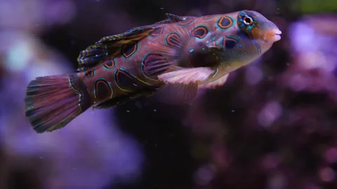 Close up of Mandarin fish  Video stock 210241459