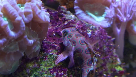 Close up of mandarin fish Stock Footage 233808359