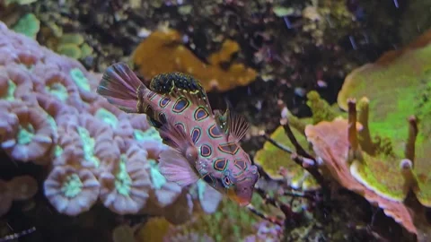 Close up of mandarin fish  Stock Footage 269837510