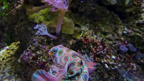 Close up of Mandarin LSD fish Stock Footage 269553066