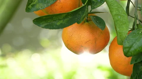 Close Up Mandarin Orange with Dew and Sun Reflection, Vietnam Stock Footage 326653618