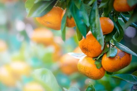 Close up Mandarin Oranges on the tree. Fruit Picking at Orange Park Stock Photos