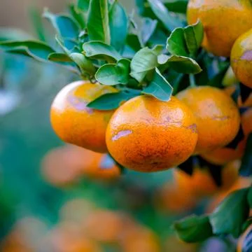 Close up Mandarin Oranges on the tree. Fruit Picking at Gamagori Orange Park Stock Photos