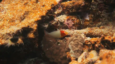 Close up to mandreen fish at the coral Stockbeeldmateriaal 22769390