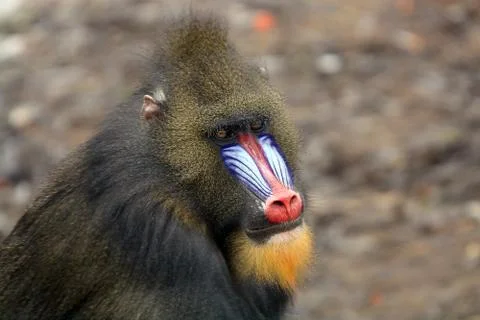 Close up of a Mandrill (Mandrillus sphinx) Фото