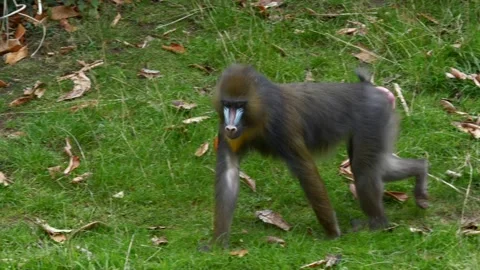Close-up Of Mandrill Monkey Walking, Colorful Primate Vidéo 318232484
