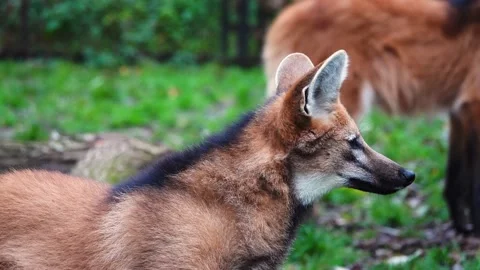 Close up of maned wolf (chrysocyon brachyurus)  in natural habitat. slow moti Stock Footage 239727874