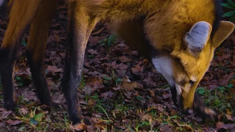Close up of maned wolf  Stock Footage 144386777