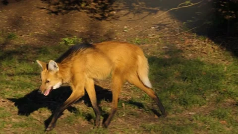 Close up of a maned wolf Stock Footage 239834200