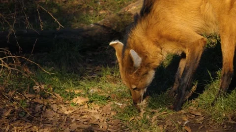 Close up of a maned wolf Stock Footage 239834302