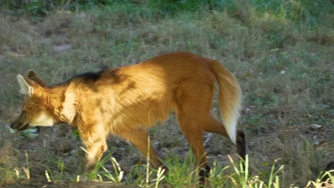 Close up of maned wolf Stock Footage 272821239