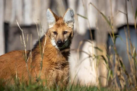 A close up maned wolf Stock Photos