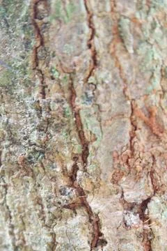 Close up mango bark trunk texture 写真素材