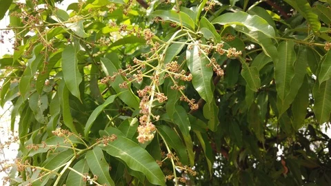 Close up of mango bouquet or pollen blowing in the wind on a mango tree. Stock Footage 108607318