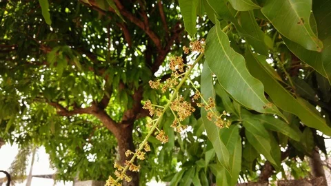Close up of mango bouquet or pollen blowing in the wind on a mango tree. Stock Footage 119884212