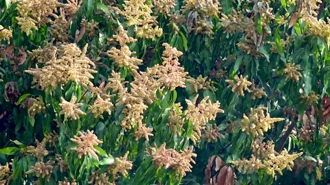 Close up of Mango flowers in a farm, A branch of inflorescence mango flowers Stock Footage 287545518