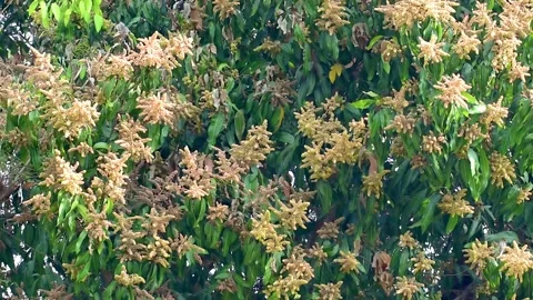 Close up of Mango flowers in a farm, A branch of inflorescence mango flowers Stock Footage 287545524